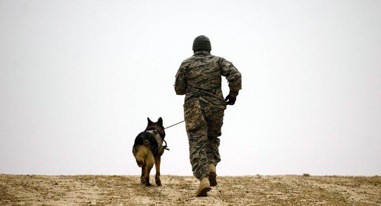 Jakie są rasy psów wojskowych?
