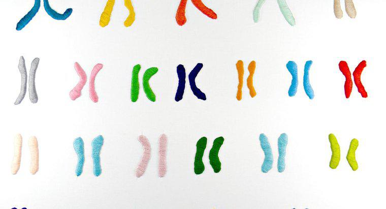Jaka jest funkcja chromosomów?