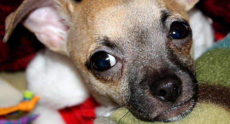 Jakie są wspólne fakty dotyczące szczeniąt Chihuahua?