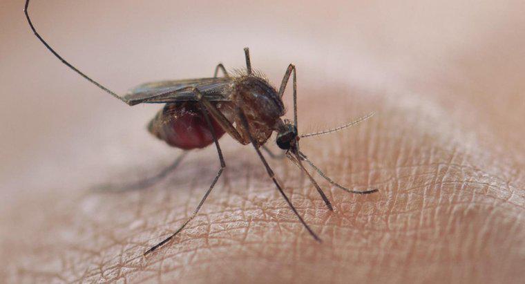 Jak wygląda ukąszenie komara?