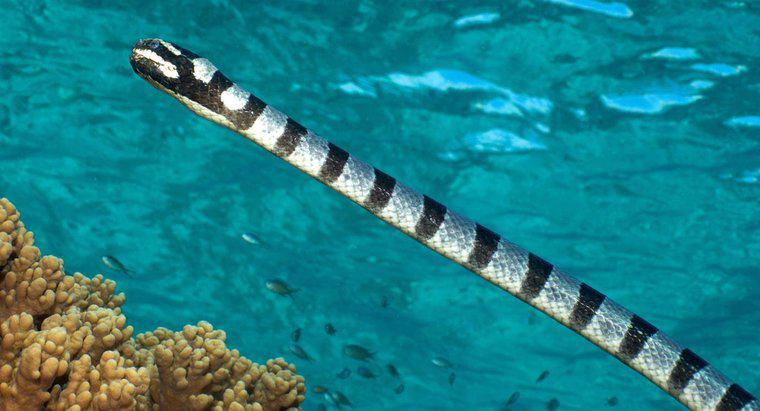 Co robią węże morskie?