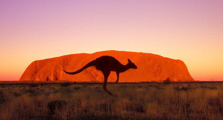 Jak szybko może przebiegać kangur?
