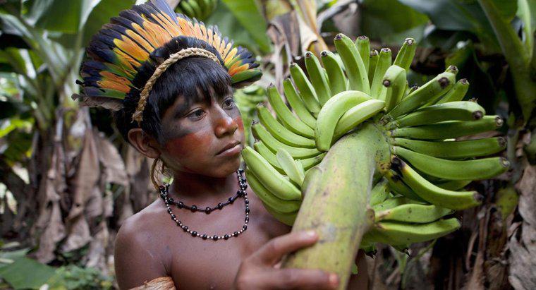 Jakie owoce rosną w dżungli amazońskiej?