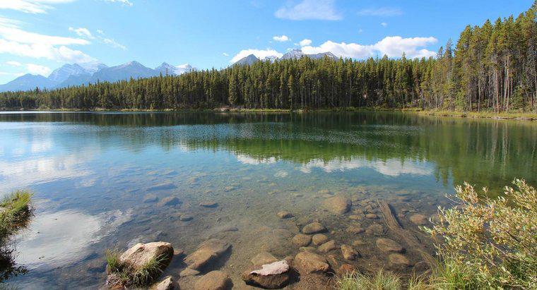 Jakie są czynniki abiotyczne i biotyczne w jeziorach?