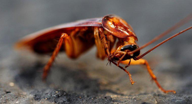 Jak długo trzeba czekać, aby pozbyć się karaluchów?