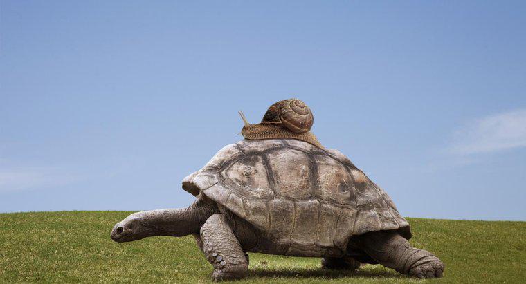 Jak poruszają się żółwie?