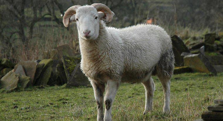 Jaki dźwięk robi owca?