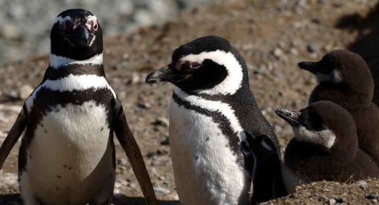 Czy pingwiny żyją w bimie Tundry?