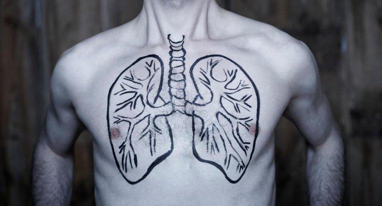 Czy ludzie mogą żyć z jednym płucem?