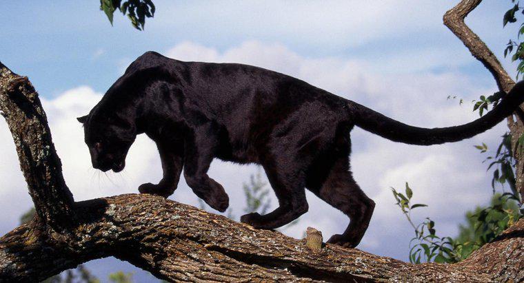 Gdzie żyją dzikie czarne pantery?