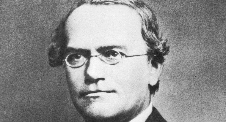 Dlaczego Gregor Mendel jest nazywany Ojcem Genetyki?