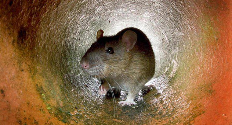 Jaka jest najlepsza przynęta do złapania szczura?