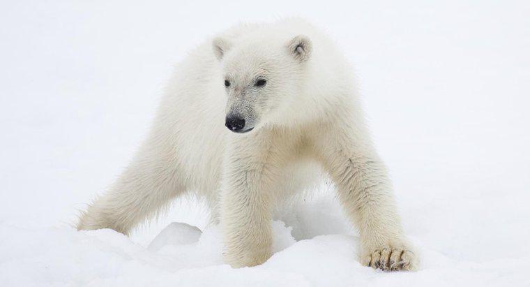 Jakie zwierzęta można znaleźć w regionie polarnym?