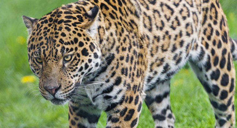 Które lasy deszczowe żyją w Jaguars?