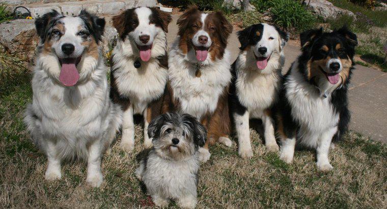 Jak nazywa się grupa psów?