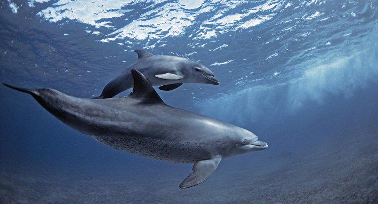 W jaki sposób delfiny używają echolokacji?