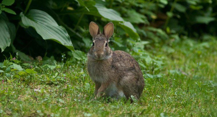 W jaki sposób króliki przystosowane są do swojego środowiska?