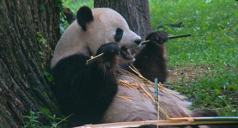 Co pandy jedzą?