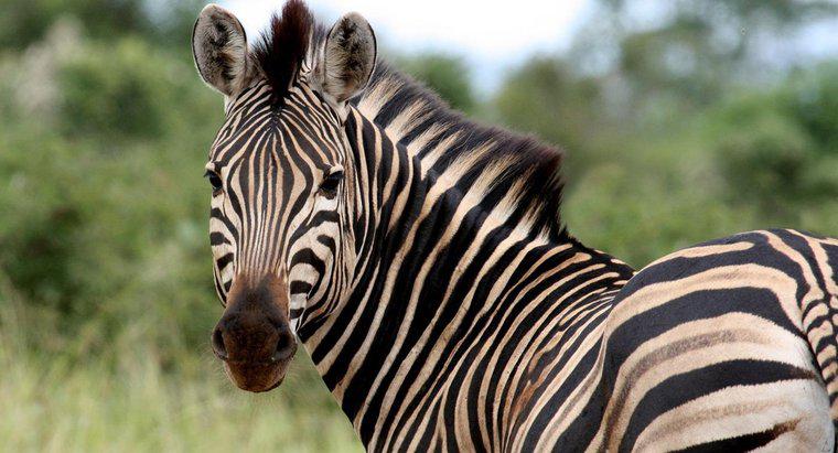 Jak nazywa się kobieta Zebra?