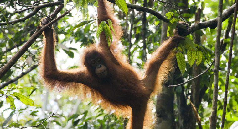 Jak Orangutany chronią się same?