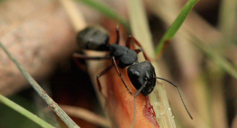 Jakie są małe czarne mrówki?
