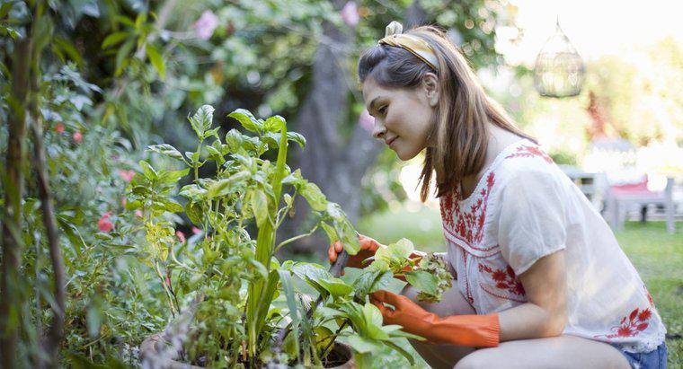 Jak rozpocząć tworzenie ogrodu warzywnego?
