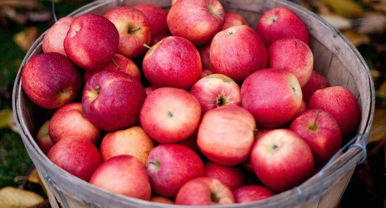 Ile jabłek potrzeba, aby stworzyć 1 galon jabłkowego cydru?