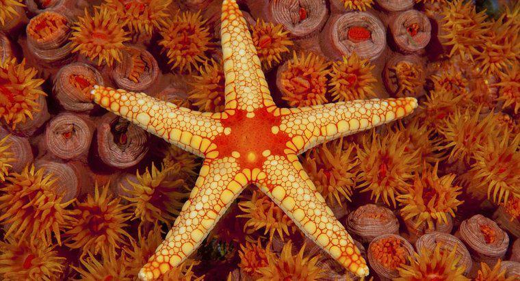Jakie adaptacje wystawiają Starfish?
