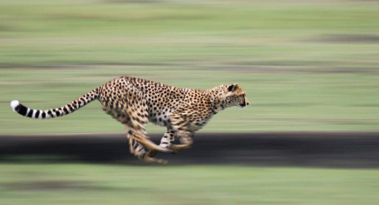 Czy Cheetah może wyprzedzić samochód na autostradzie?