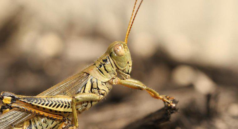 Czy ugryzienie Grasshopperów?