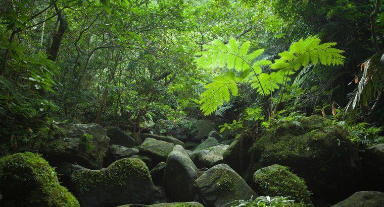 Jaka jest struktura tropikalnego lasu deszczowego?