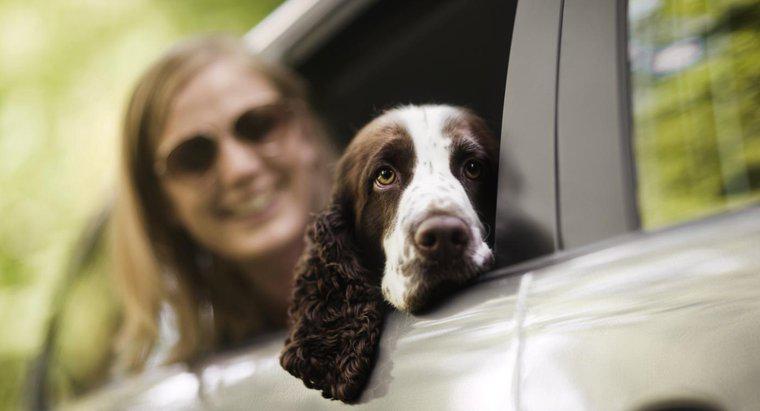 Czy są układy GPS dla psów?