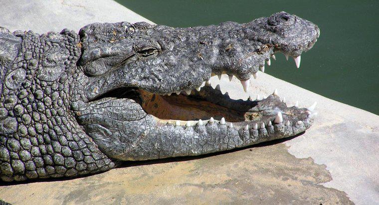 Jak duże są usta krokodyla?