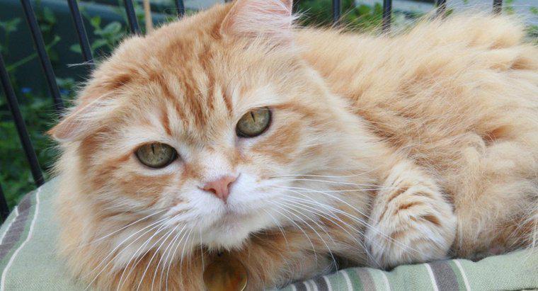 Jak rzadkie są samice Orange Tabby Cats?