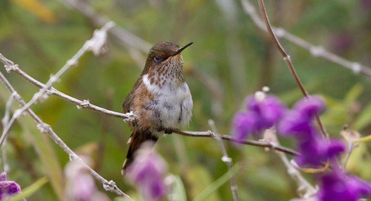 Kiedy Czy Hummingbirds Migrate?
