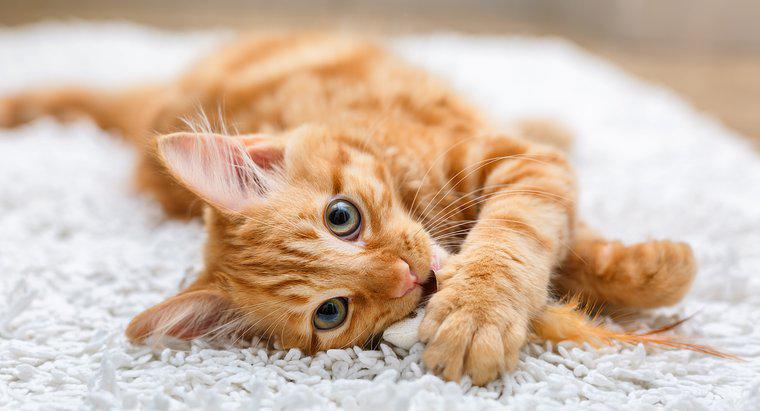 Jak długo są koty w ciąży?