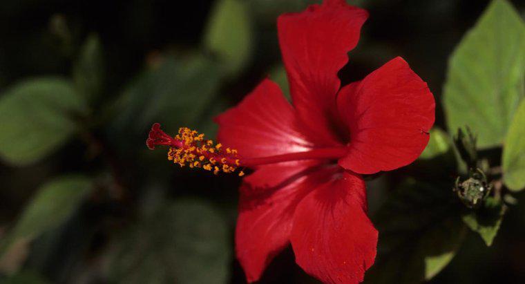 Jakie są różne rodzaje roślin Hibiscus?