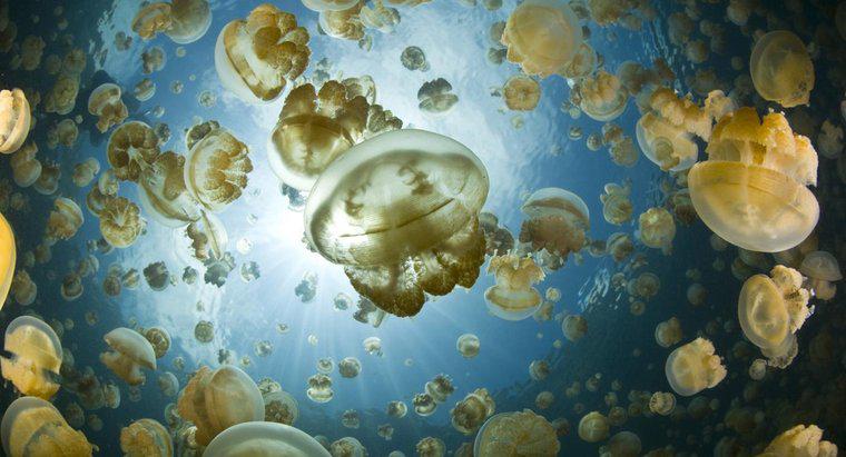 Jakie rodzaje jedzenia Czy Jellyfish jedzą?