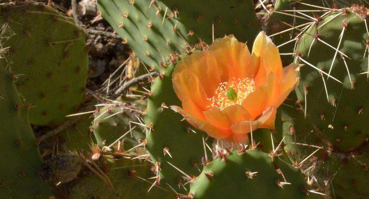 Gdzie odbywa się fotosynteza w kaktusa?