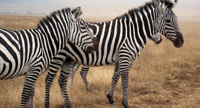Jaki hałas robi Zebra?