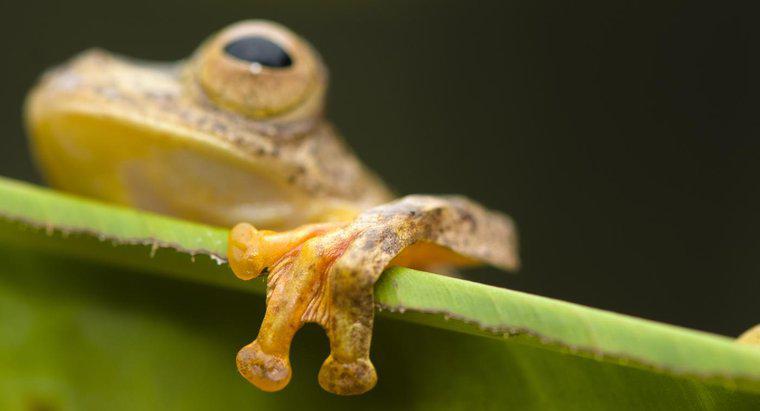 Czy żaby mają stopy z płatami stawowymi?