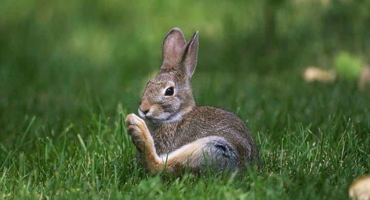Dlaczego króliki walą?