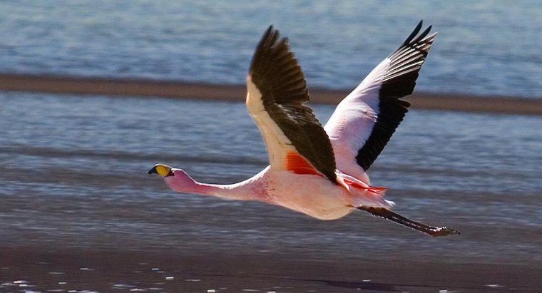 Gdzie jest Flamingo w łańcuchu pokarmowym?