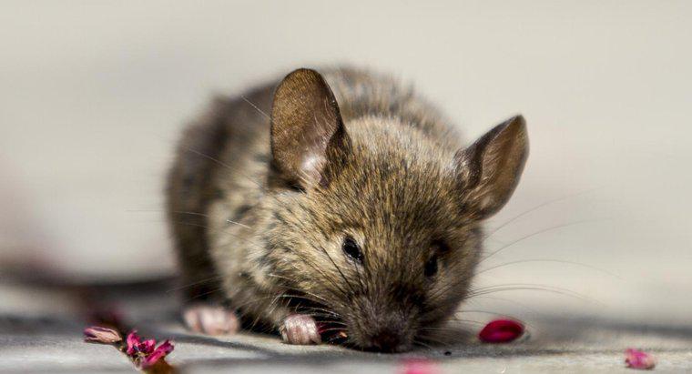 Jak używać olejku miętowego, aby wyeliminować myszy z domu?