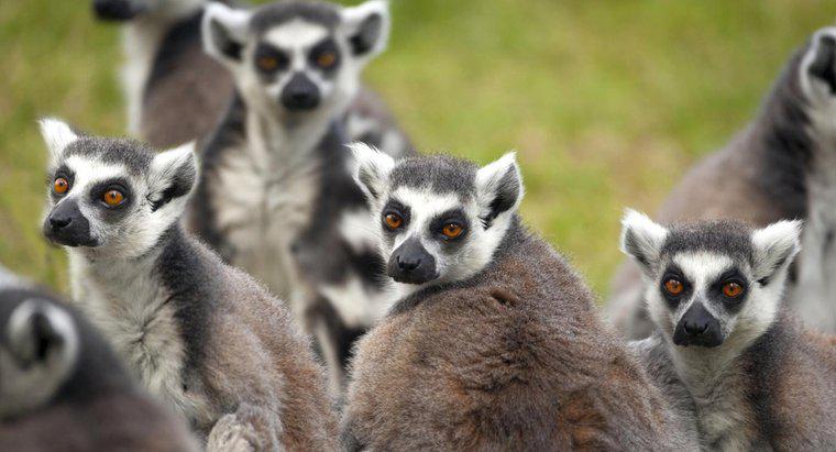 Jak Lemury chronią się same?
