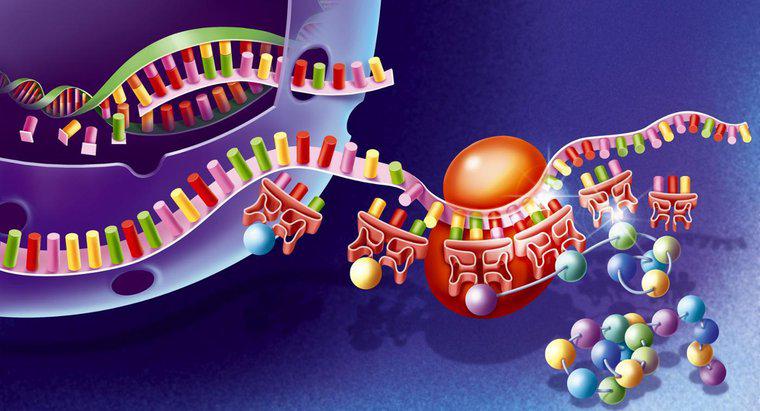 Jakie organelle jest miejscem syntezy białek?