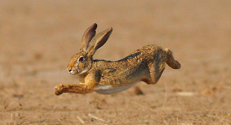 Jak poruszają się króliki?