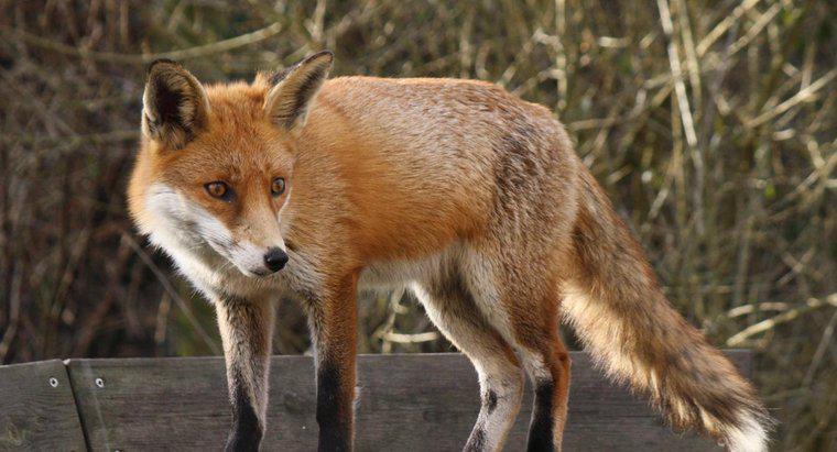 Jakie są naturalne drapieżniki Foxa?