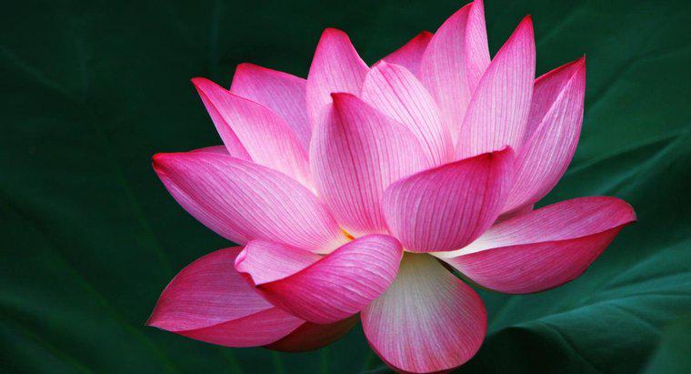 Co symbolizuje kwiat lotosu?