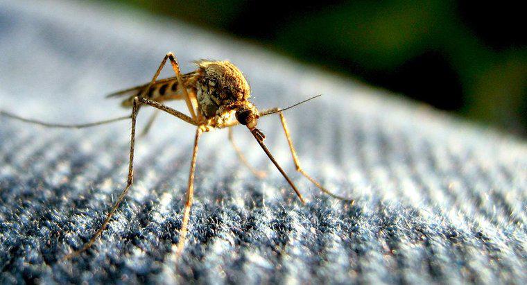 Jaka jest długość życia komara?